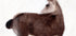 Deer On Creekside Lane Plakat - Posterbox