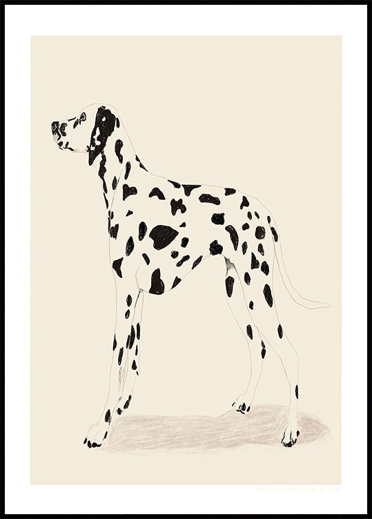 Pandc Dalmation Plakat - Posterbox