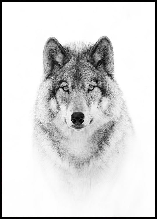 Portrait of a Timber Wolf Plakat - Posterbox