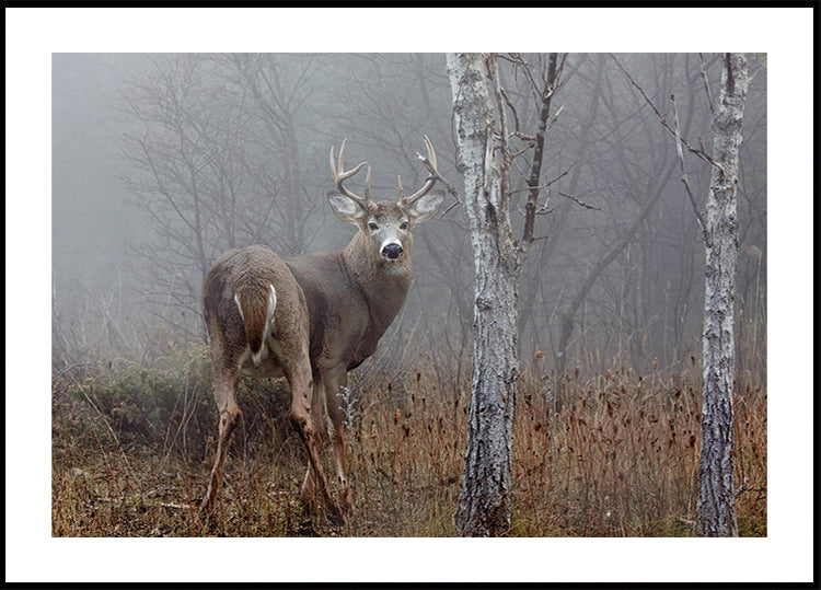 White-tailed buck - In the autumn fog Plakat - Posterbox