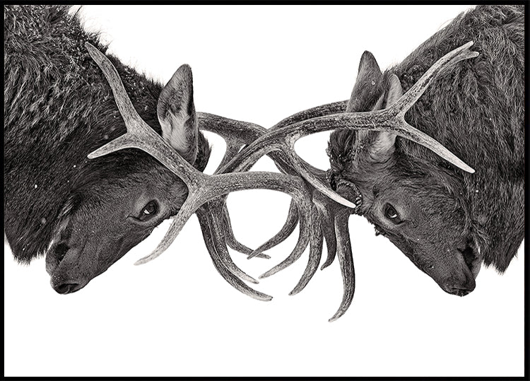 Eye to Eye - Elk fight Plakat - Posterbox
