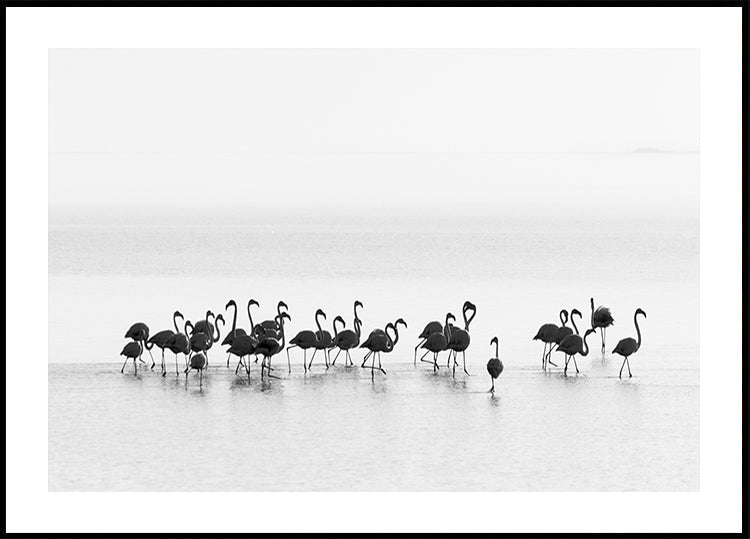Flamingos - Posterbox