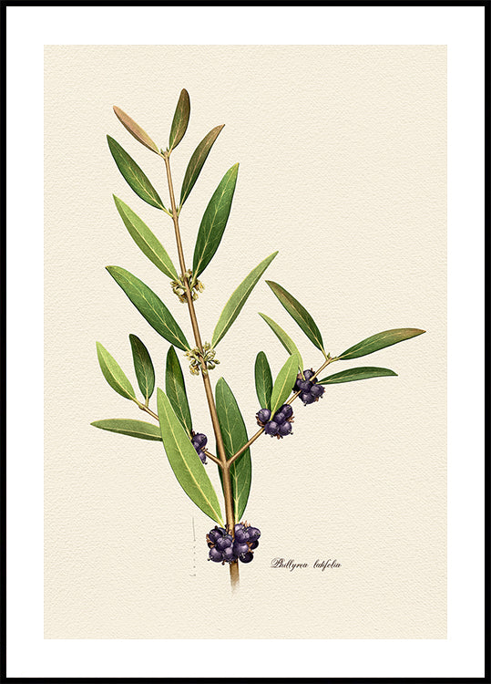 Botany Phillyrea Latifolia Plakat - Posterbox