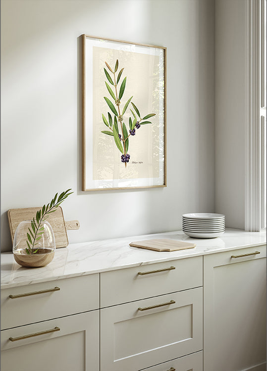 Botany Phillyrea Latifolia Plakat - Posterbox