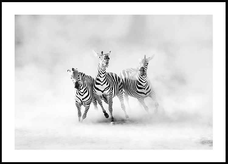 ZEBRAS - Posterbox