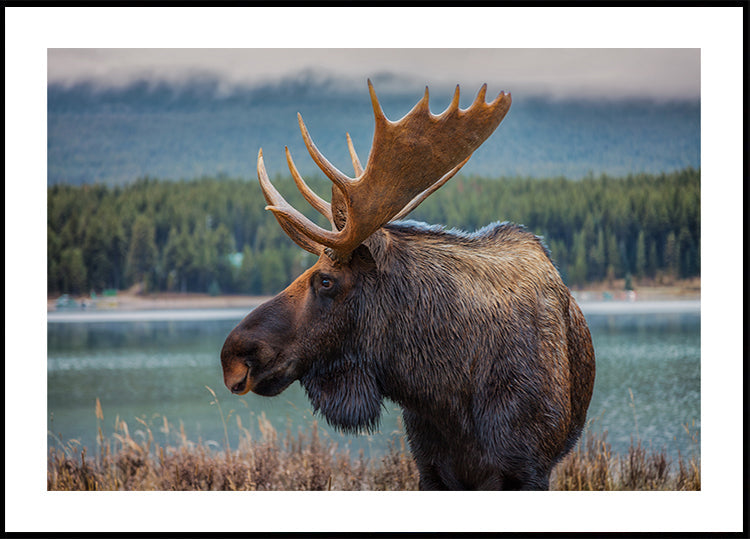 Moose Plakat - Posterbox