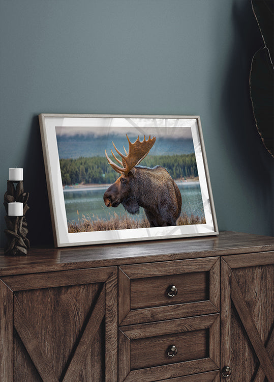 Moose Plakat - Posterbox