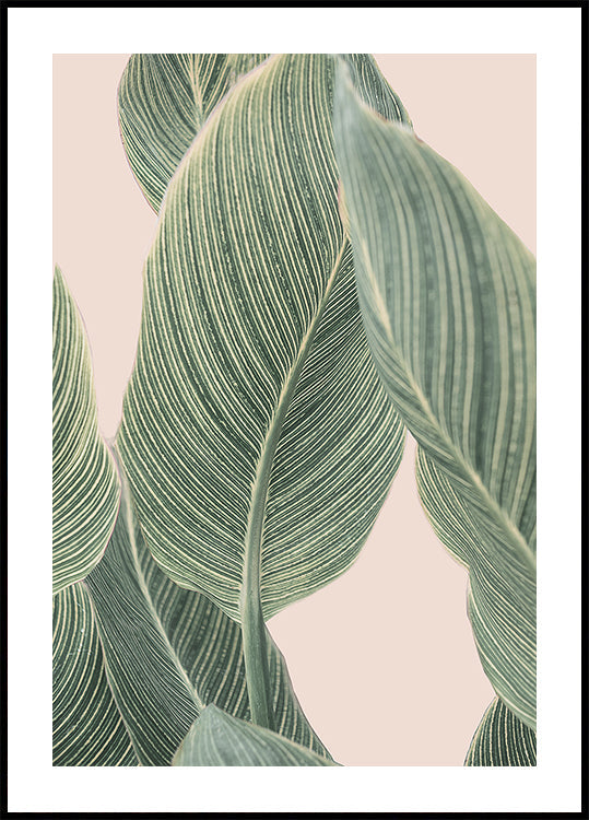 Calla Leaf - Posterbox