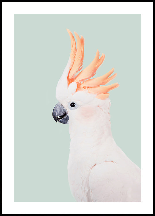 Cockatoo Plakat - Posterbox