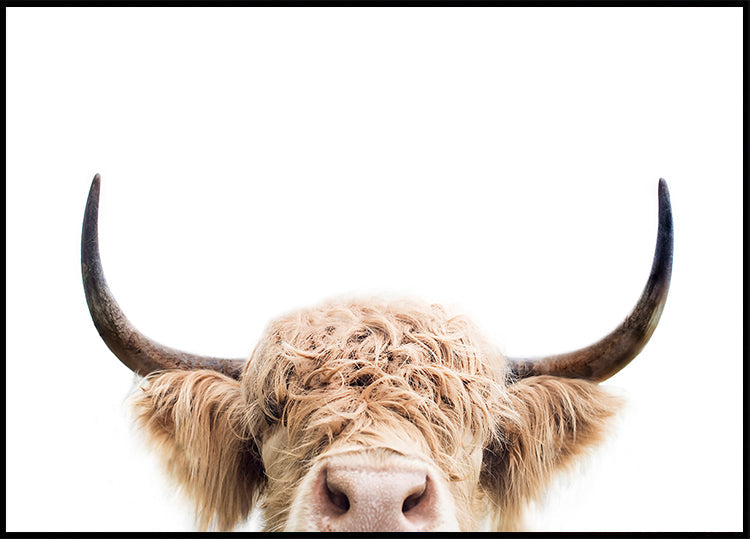 Peeking Cow Plakat - Posterbox