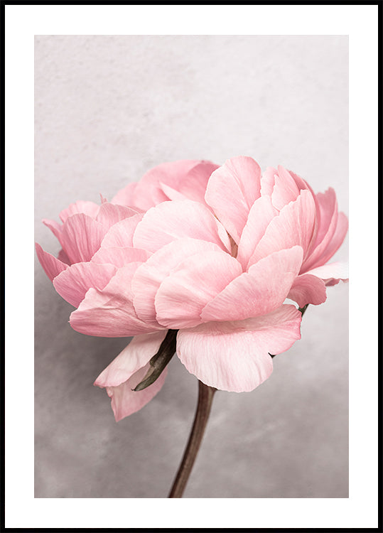 Peony - Posterbox