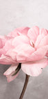 Peony - Posterbox