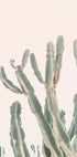 Sunrise Cactus - Posterbox