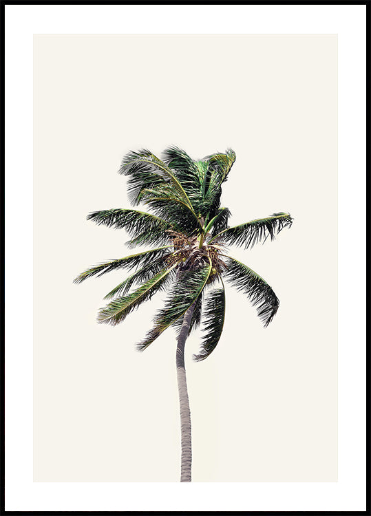 Windy Palm Tree Plakat - Posterbox