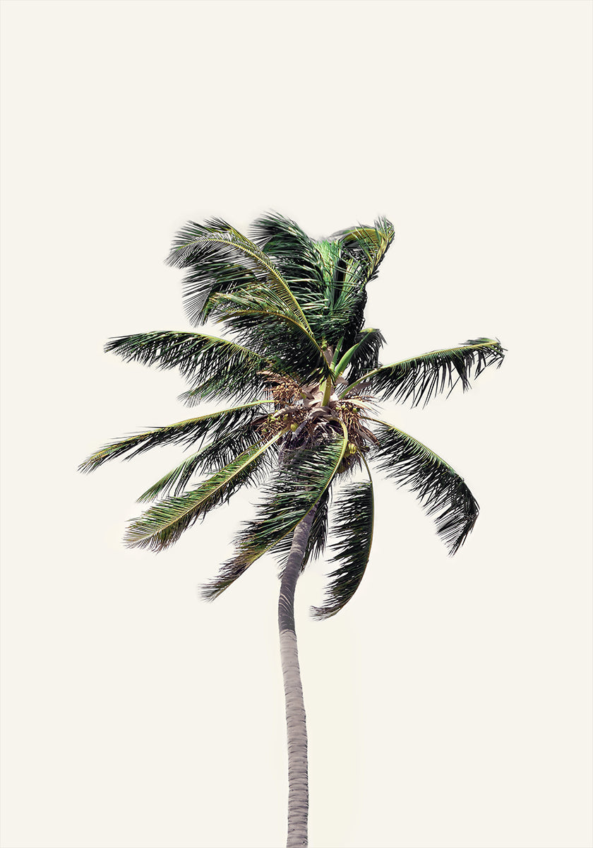 Windy Palm Tree Plakat - Posterbox