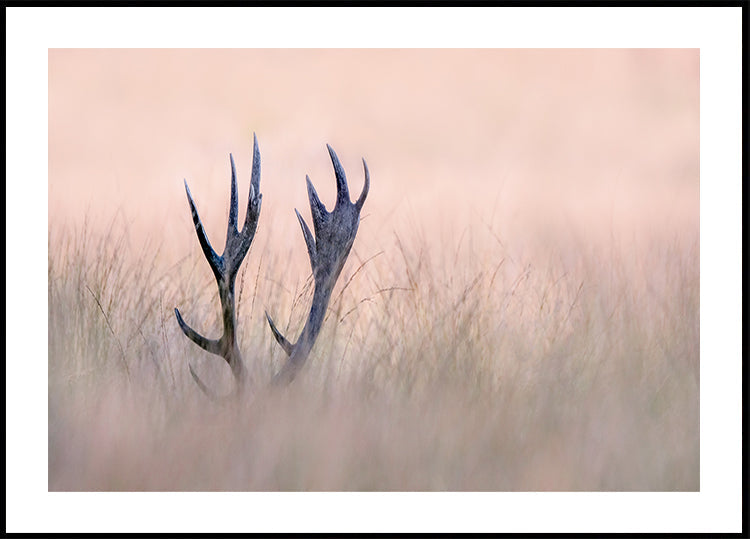 Hide &amp; Seek  ( Horn of Stag) - Posterbox