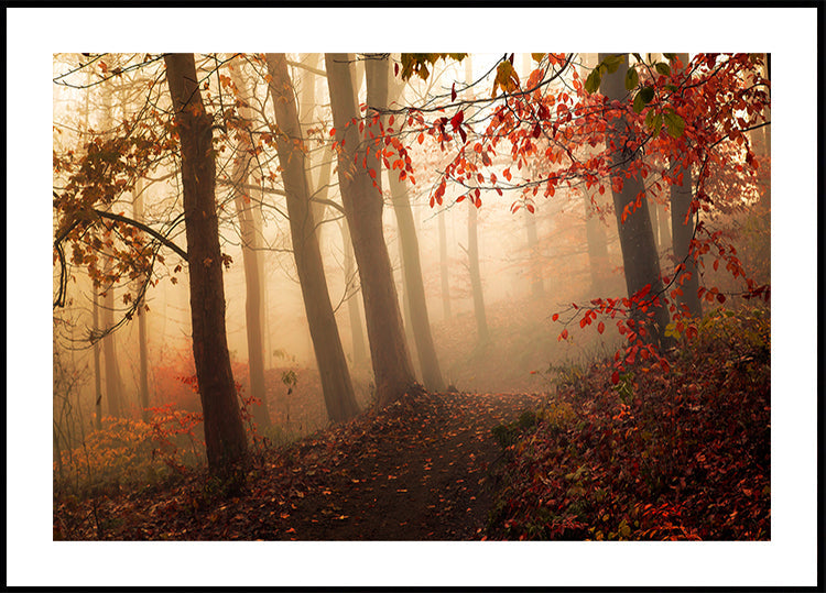 Towards the light. - Posterbox