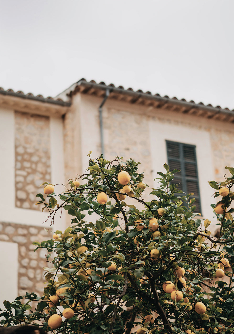 Zitronen-Poster - Posterbox.dk