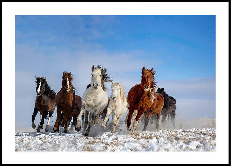 Mongolia Horses - Posterbox