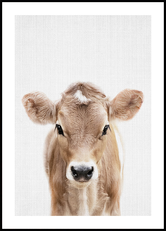 Peekaboo Baby Cow  Plakat - Posterbox