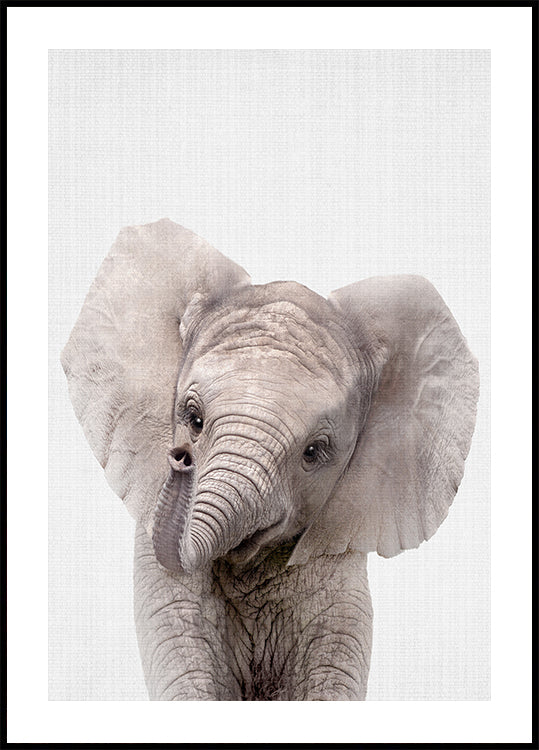 Peekaboo Baby Elephant Plakat - Posterbox