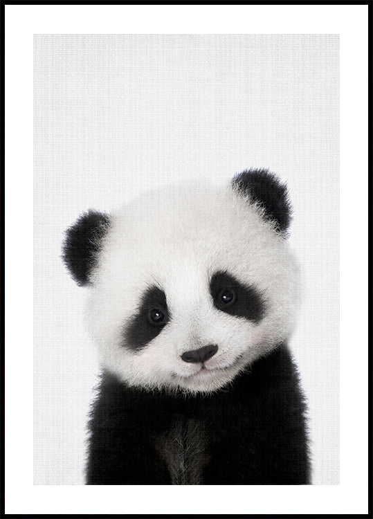 Peekaboo Baby Panda - Posterbox