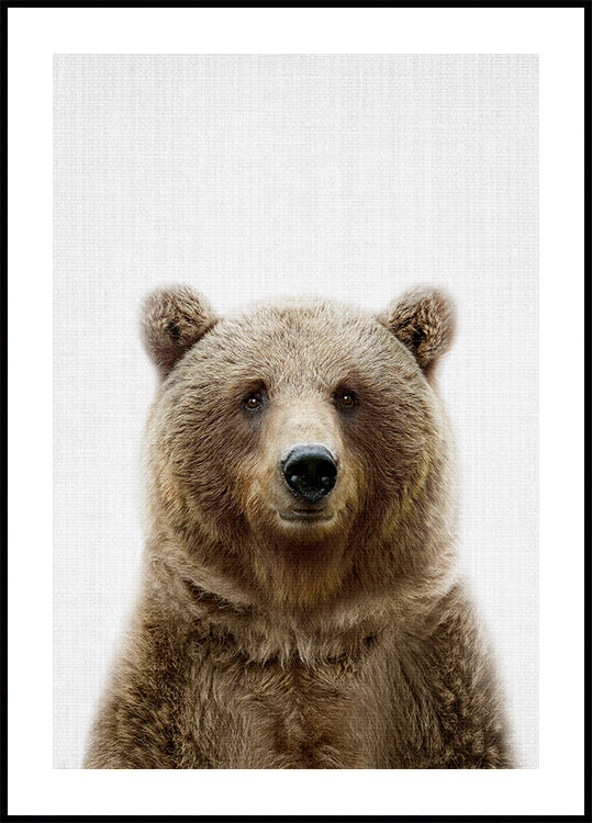 Peekaboo Bear Plakat - Posterbox