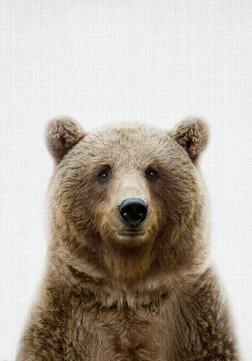 Peekaboo Bear Plakat - Posterbox