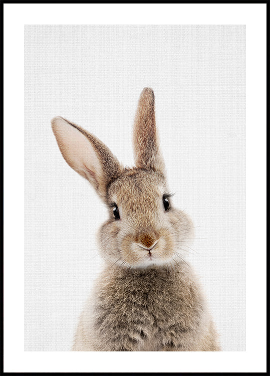 Peekaboo Bunny Plakat - Posterbox