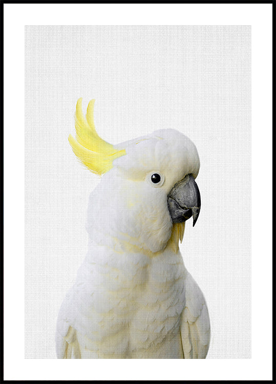Peekaboo Cockatoo Plakat - Posterbox