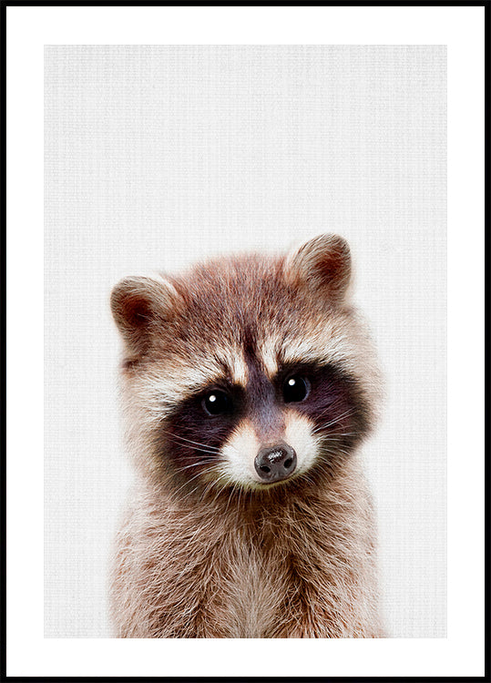 Peekaboo Raccoon Plakat - Posterbox