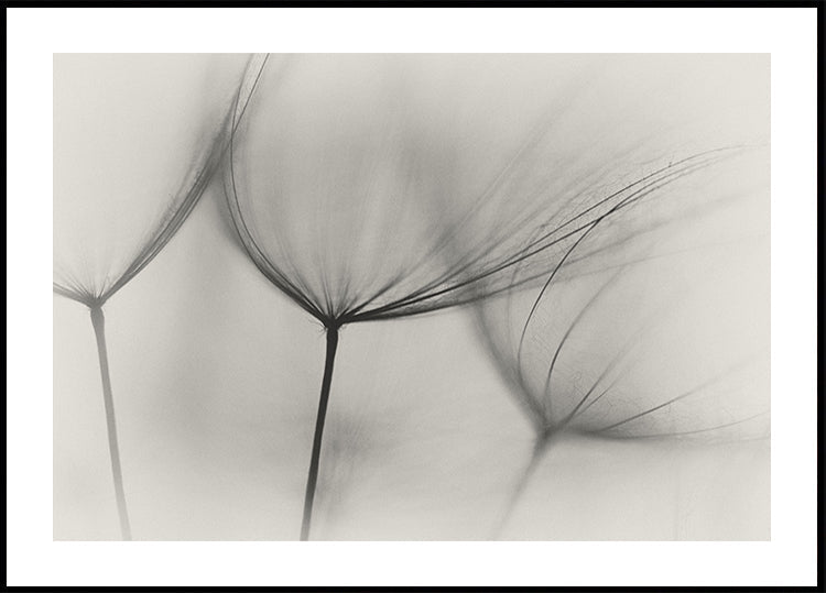 Tragopogon - Posterbox