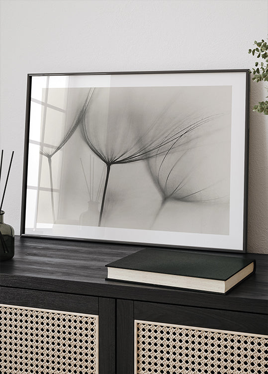 Tragopogon - Posterbox