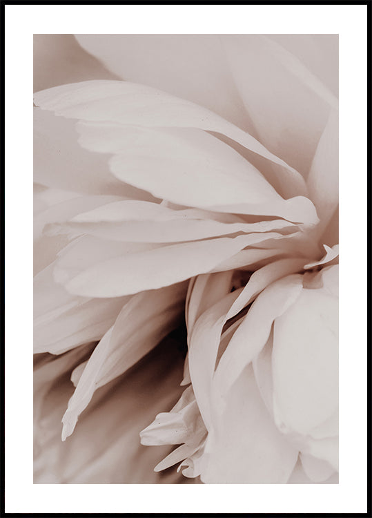 Peony Plakat - Posterbox