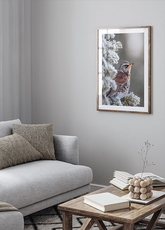 Fieldfare in a winter setting Plakat - Posterbox