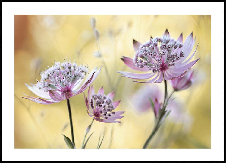 Astrantia Major Plakat - Posterbox