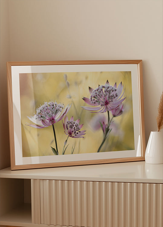 Astrantia Major Plakat - Posterbox