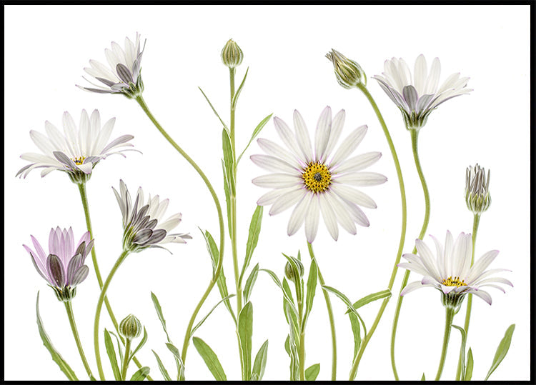 Cape Daisies Plakat - Posterbox