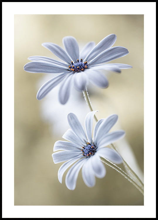 Cape daisies Plakat - Posterbox