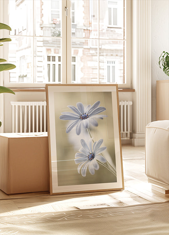 Cape daisies Plakat - Posterbox