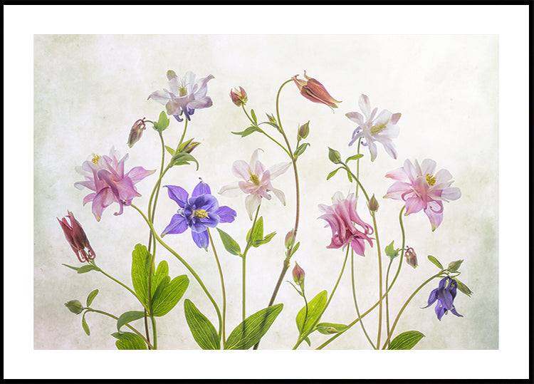 Columbine Plakat - Posterbox