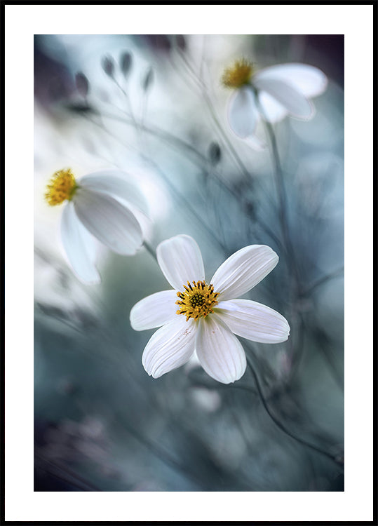 Cosmos - Posterbox