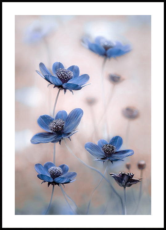 Cosmos blue - Posterbox
