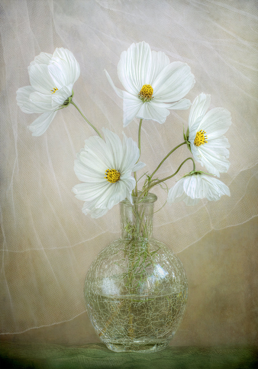 Cosmos breeze - Posterbox