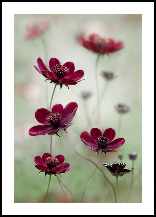 Cosmos sway - Posterbox