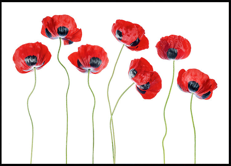 Ladybird Poppies Plakat - Posterbox