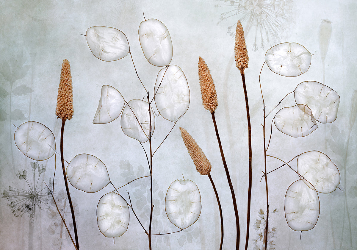Lunaria Plakat - Posterbox