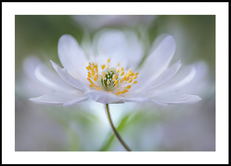 Nemorosa Nirvana - Posterbox