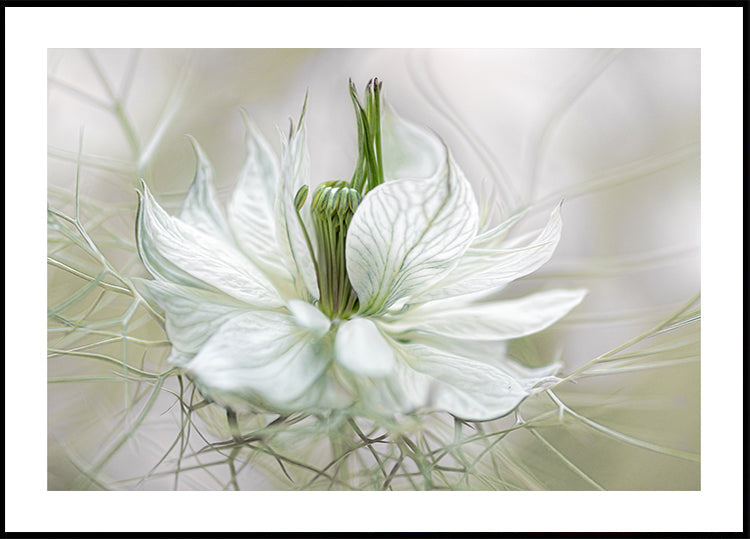 Nigella Plakat - Posterbox