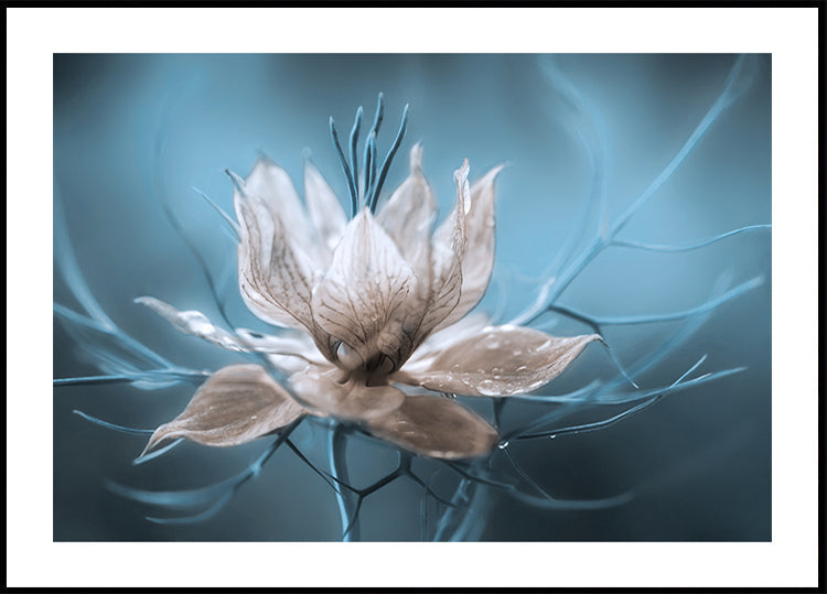 *Nigella* Plakat - Posterbox